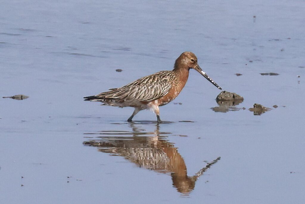 Bar-tailed Godwit