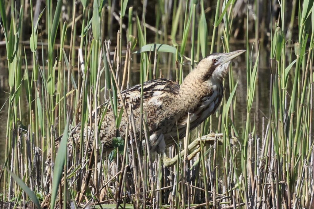 Bittern
