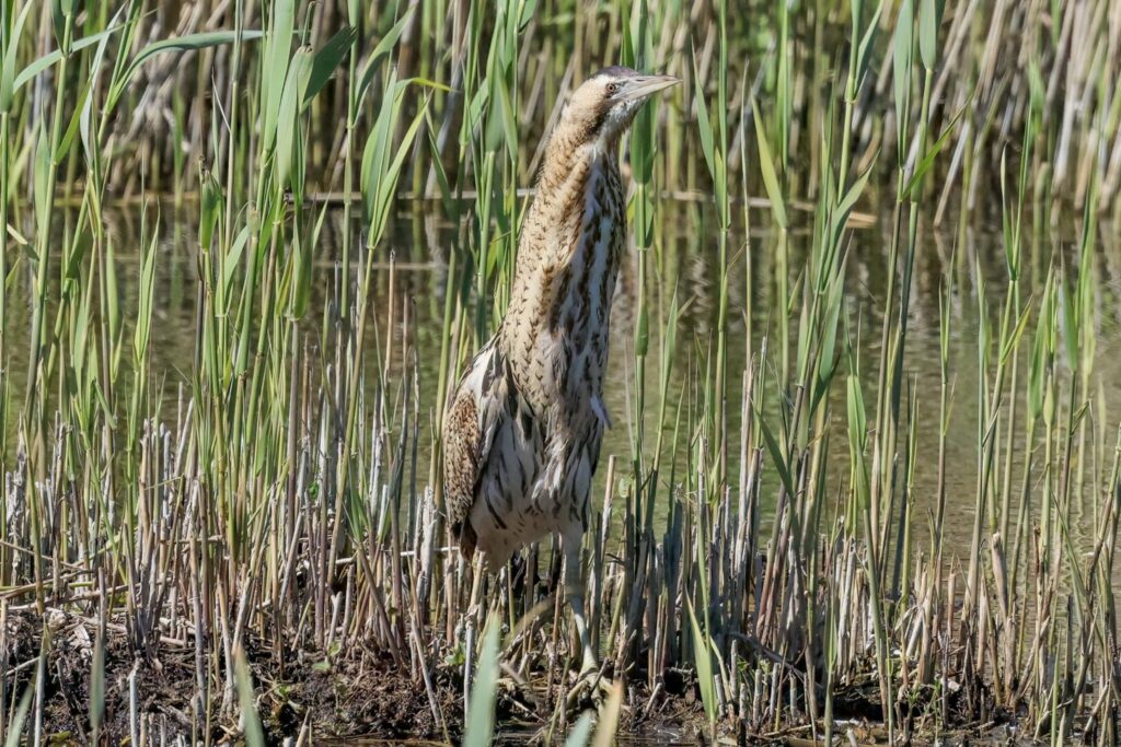 Bittern