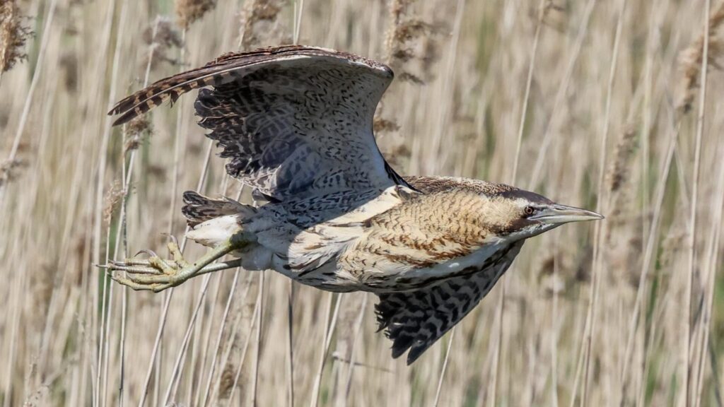 Bittern