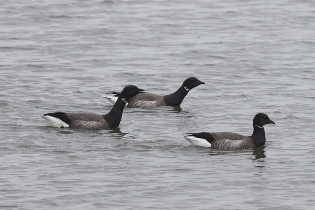 Brent Geese