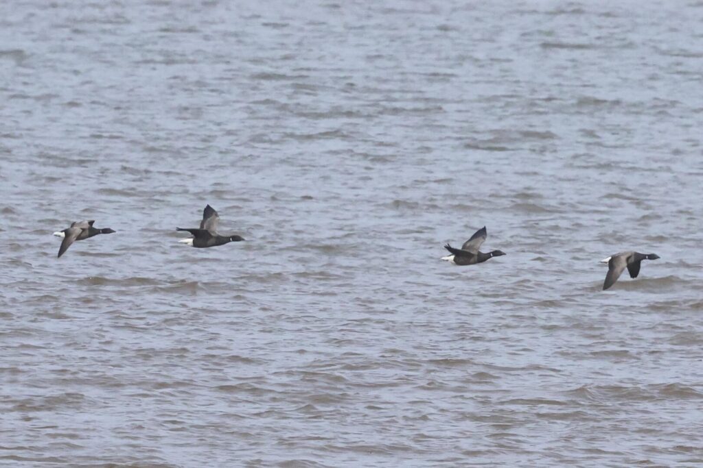Brent Geese
