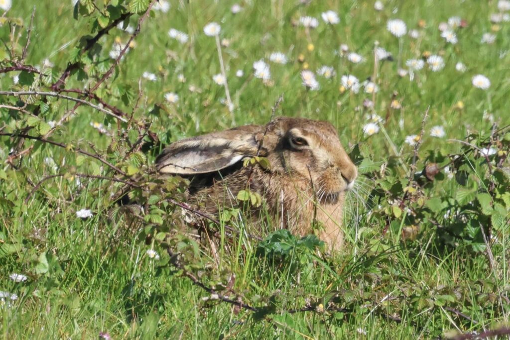 Brown Hare