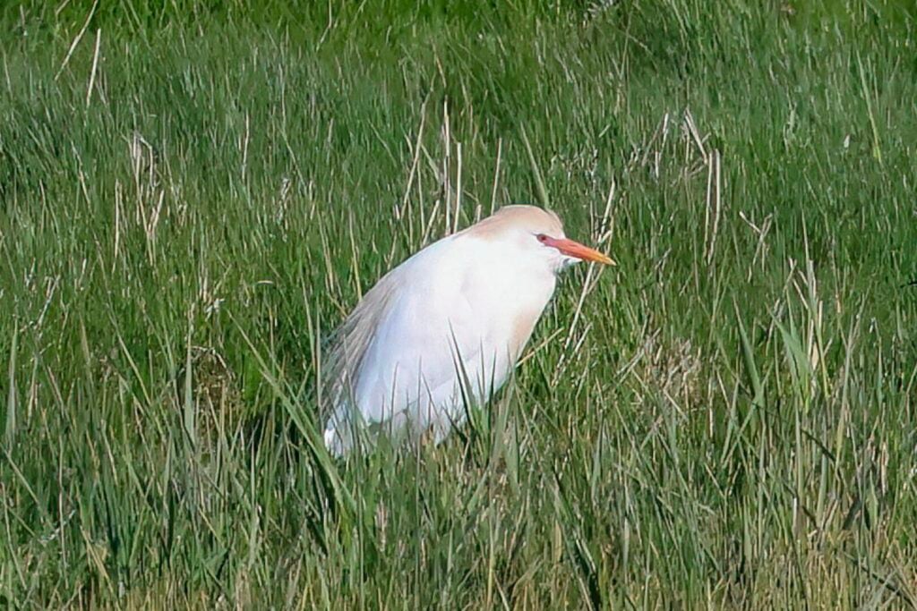 Cattle Egret