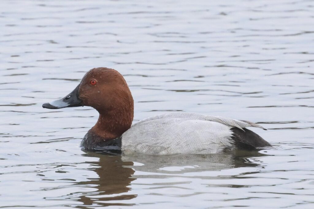 Common Pochard