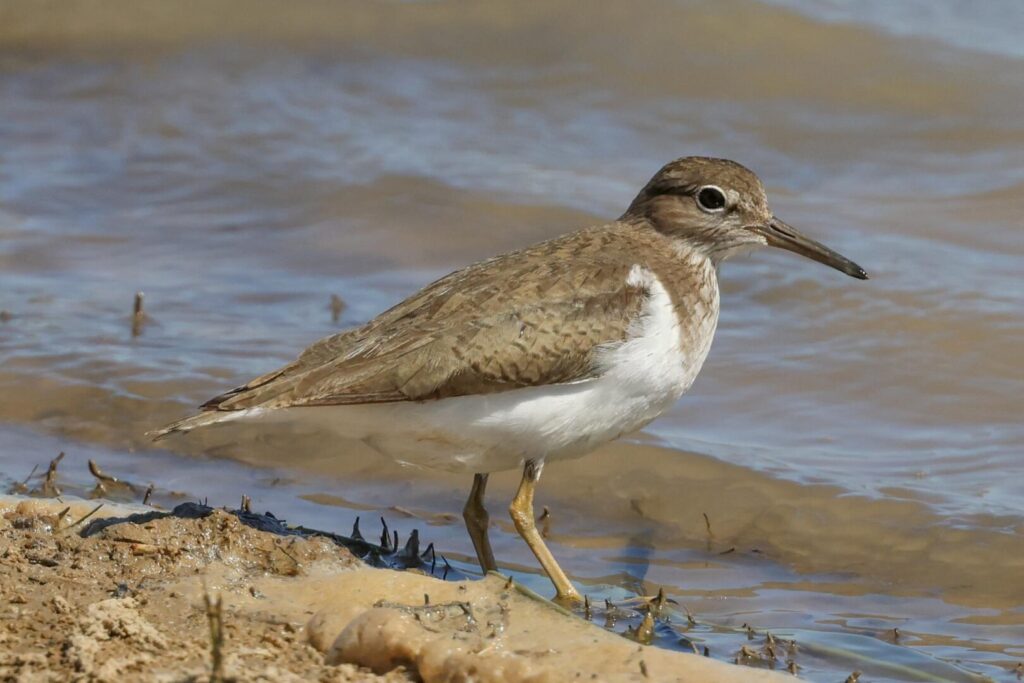 Common Sandpiper