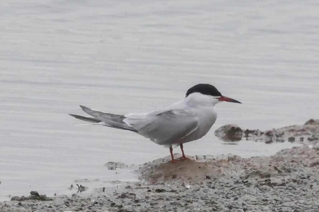 Common Tern