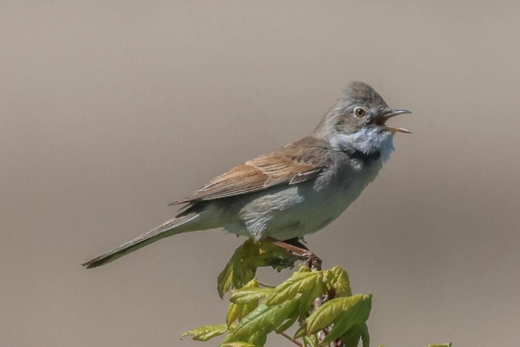 Common Whitethroat