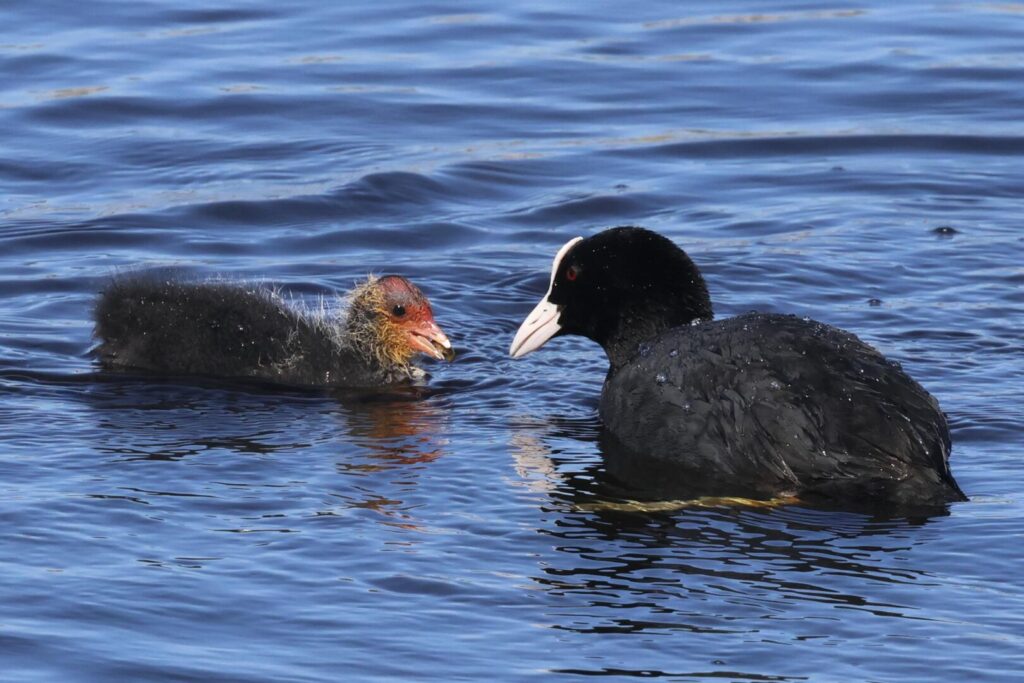 Coot