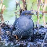 Cuckoo