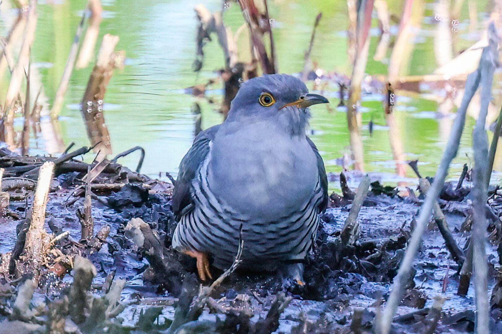 Cuckoo