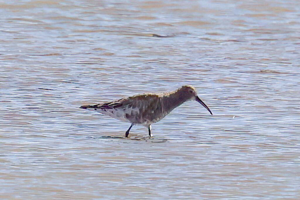 Curlew Sandpiper