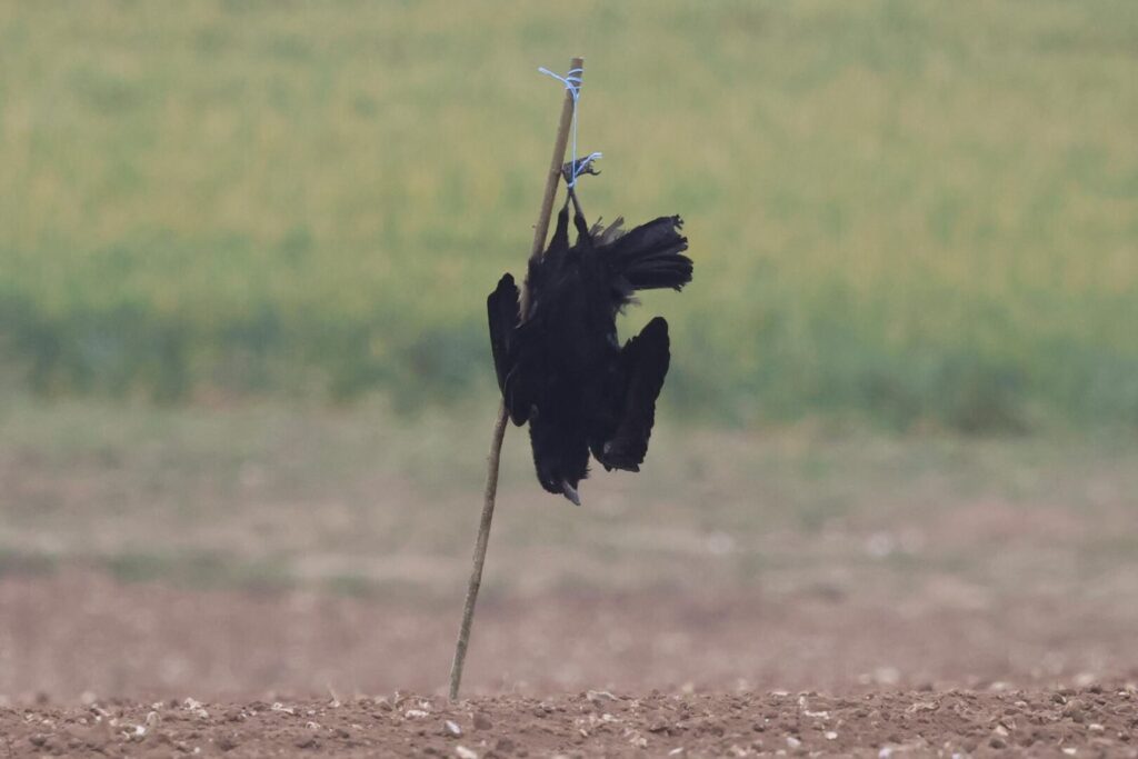 Dead crow