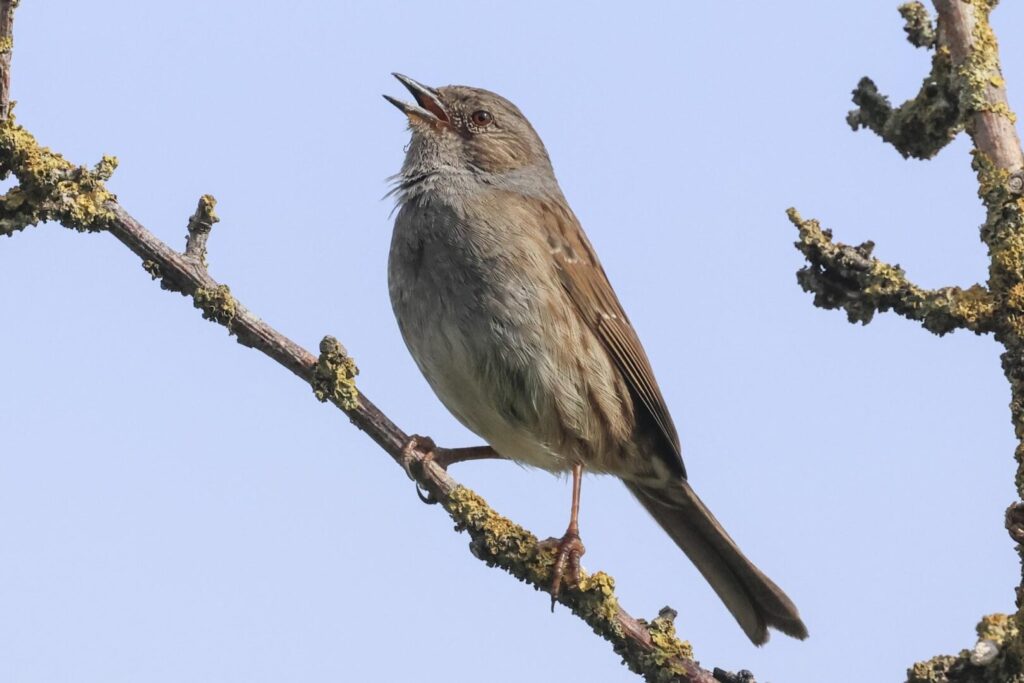 Dunnock