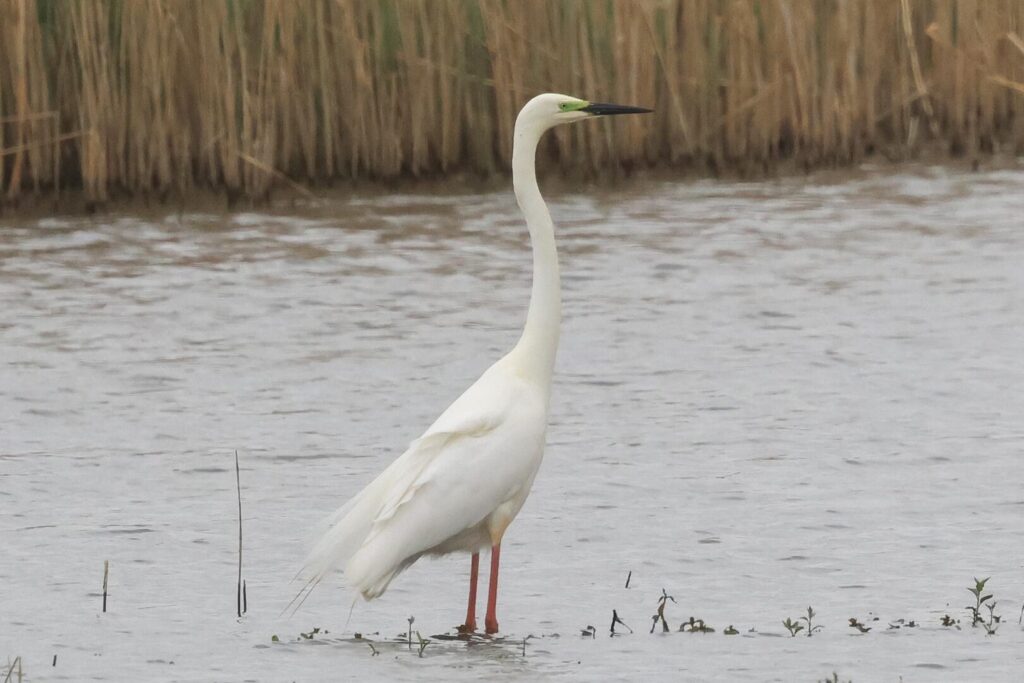 Great White Egret