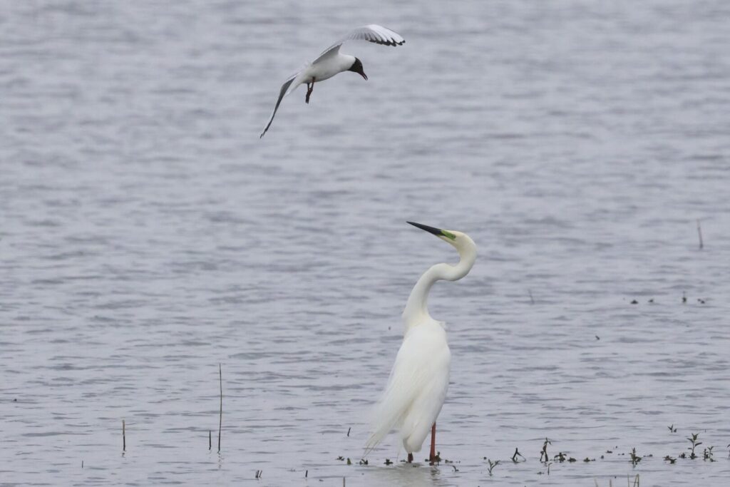 Great White Egret