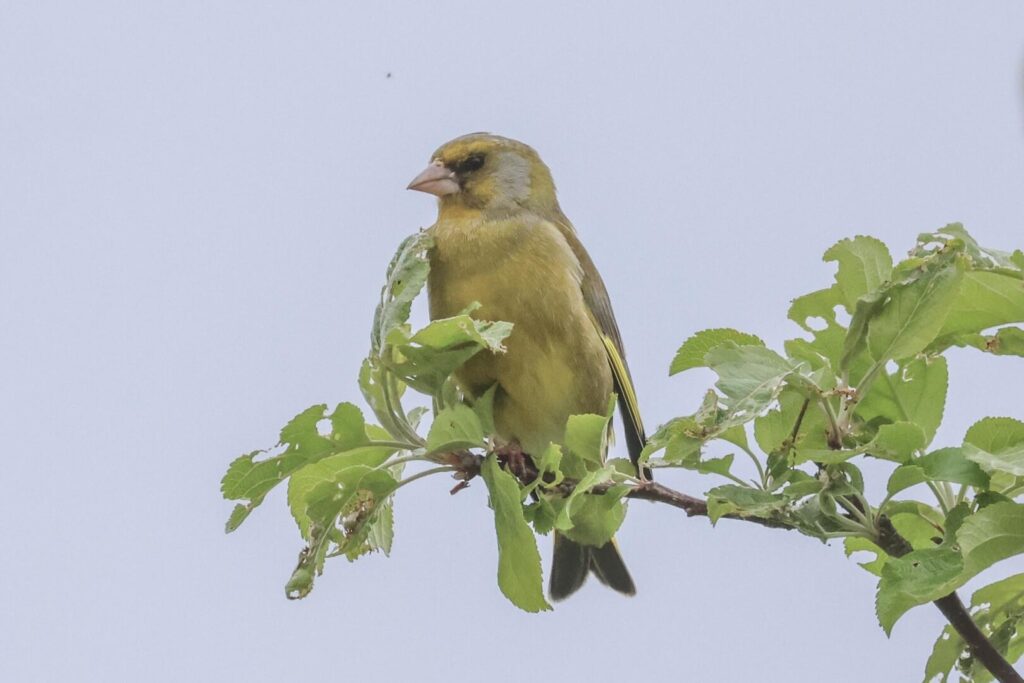Greenfinch