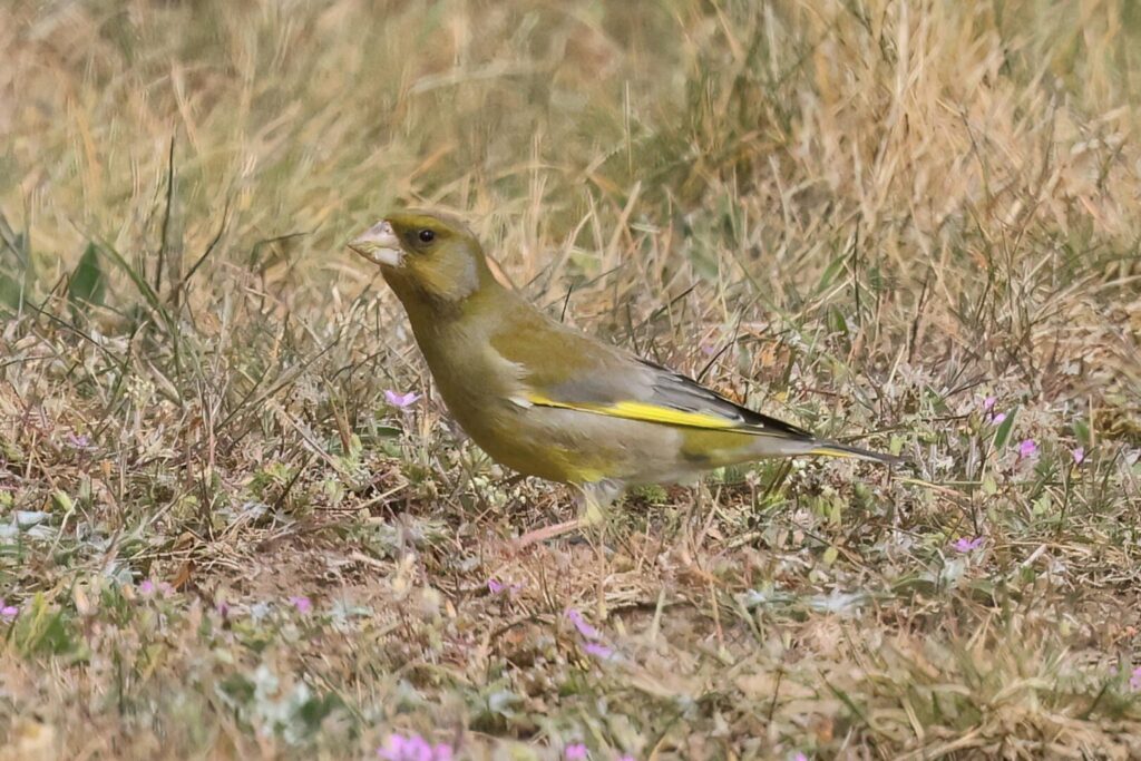 Greenfinch