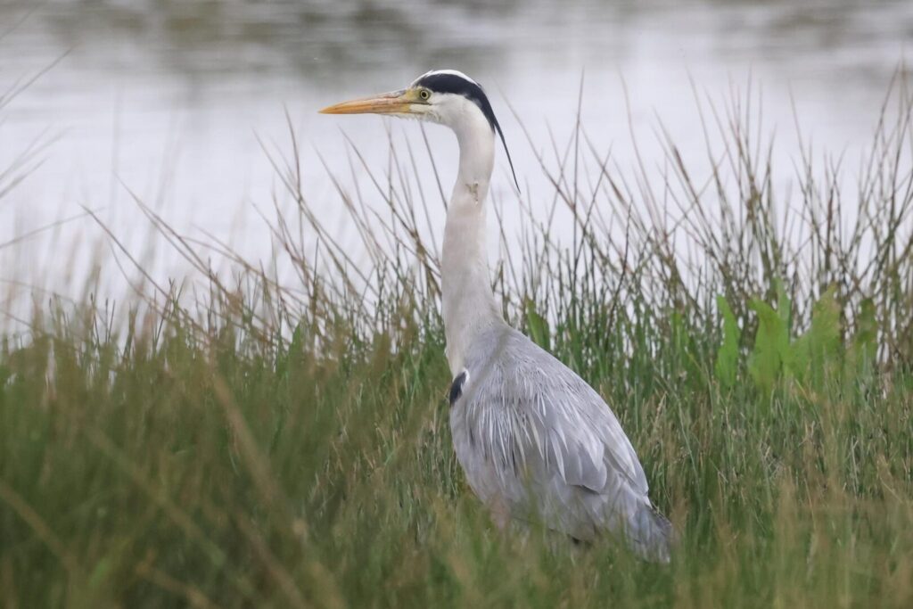 Grey Heron