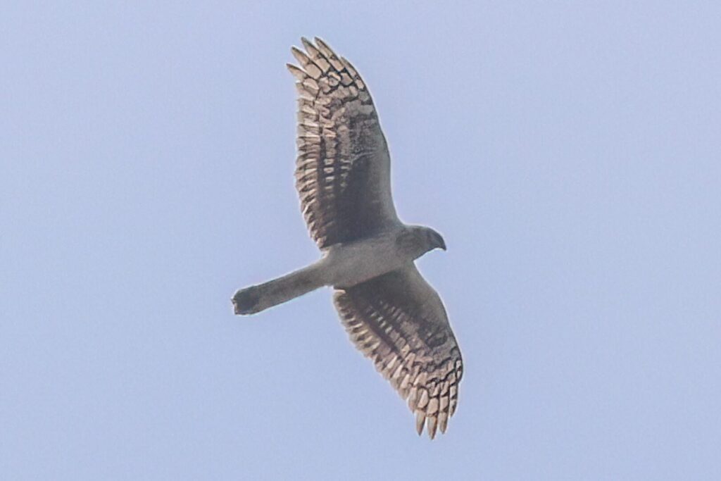 Hen Harrier
