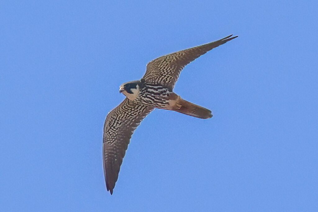 Hobby
