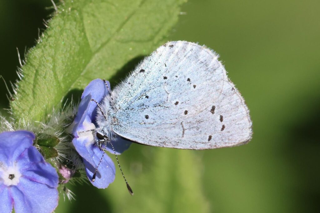 Holly Blue