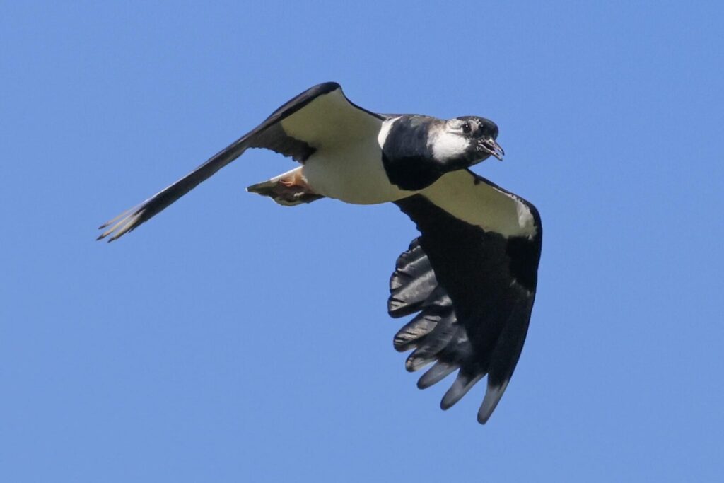 Lapwing