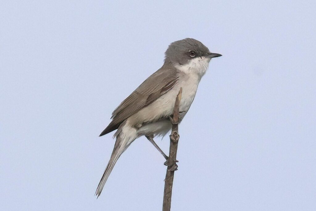 Lesser Whitethroat