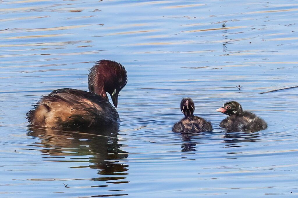 Little Grebe