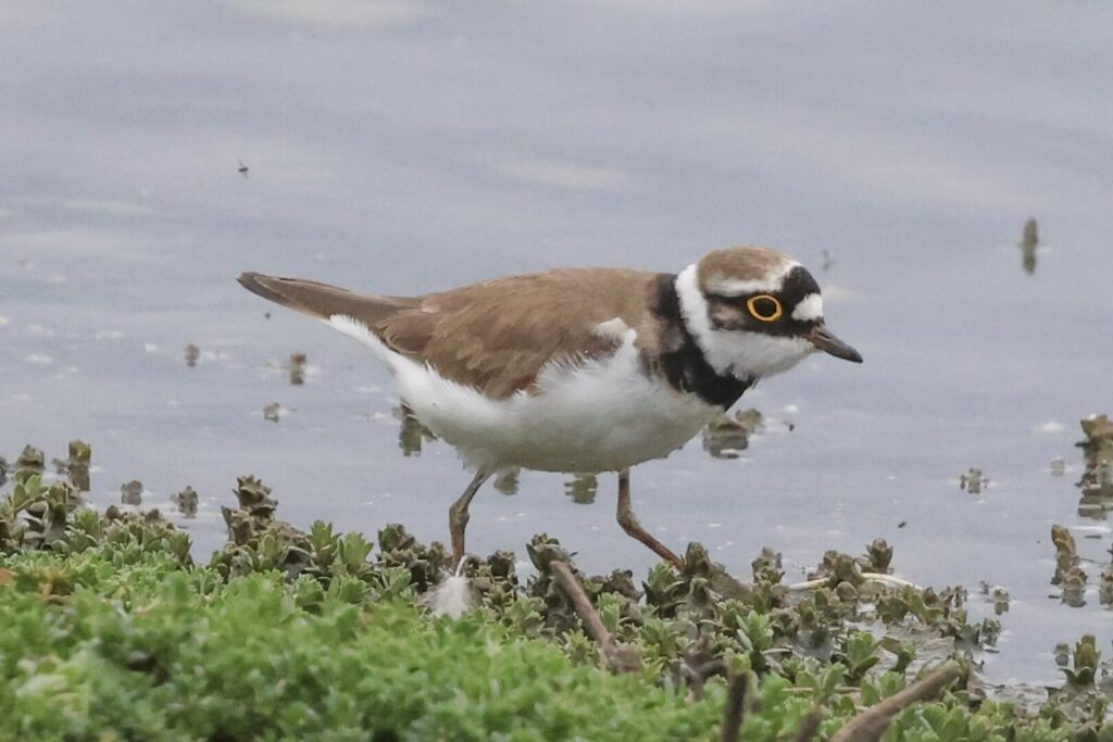 Little Ringed Plover