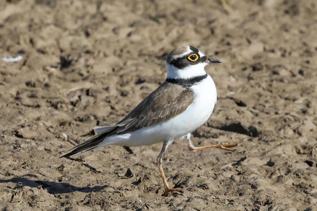 Little Ringed Plover
