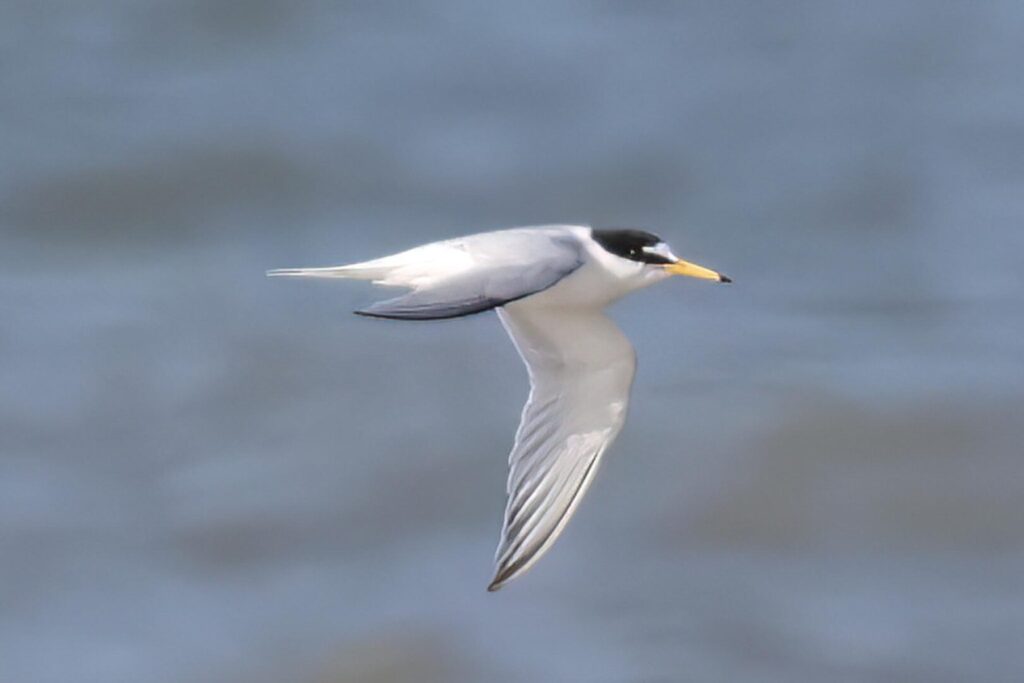 Little Tern