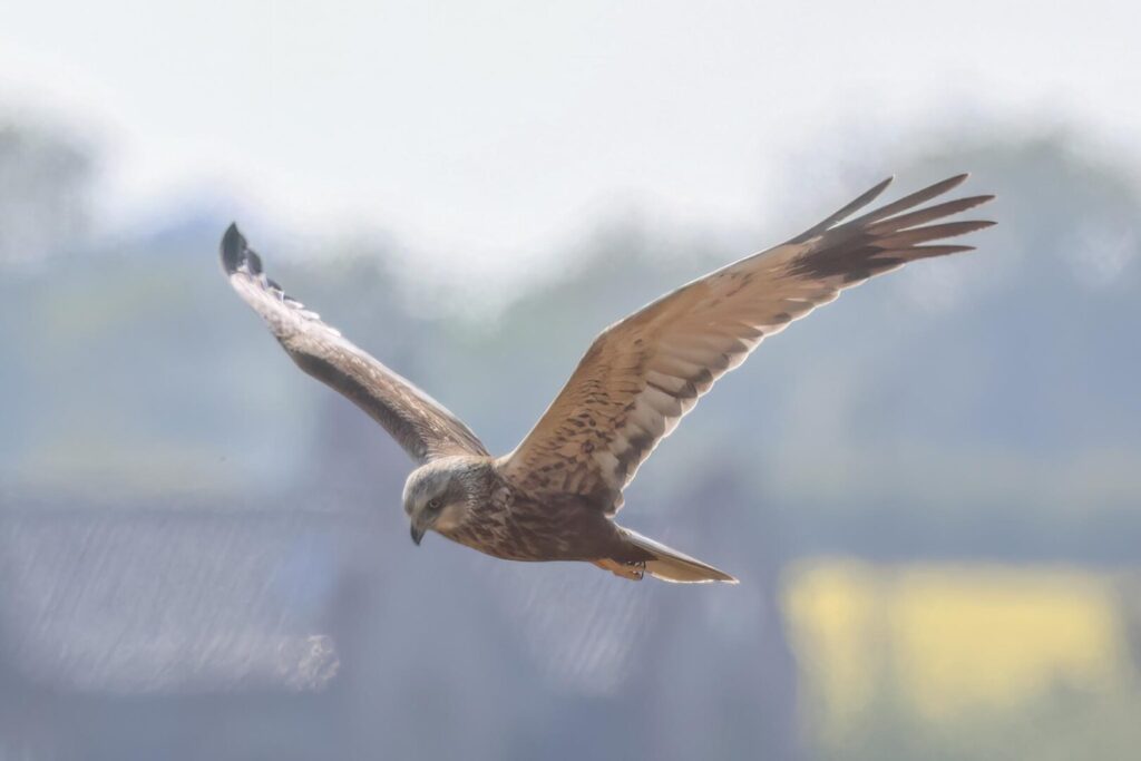Marsh Harrier