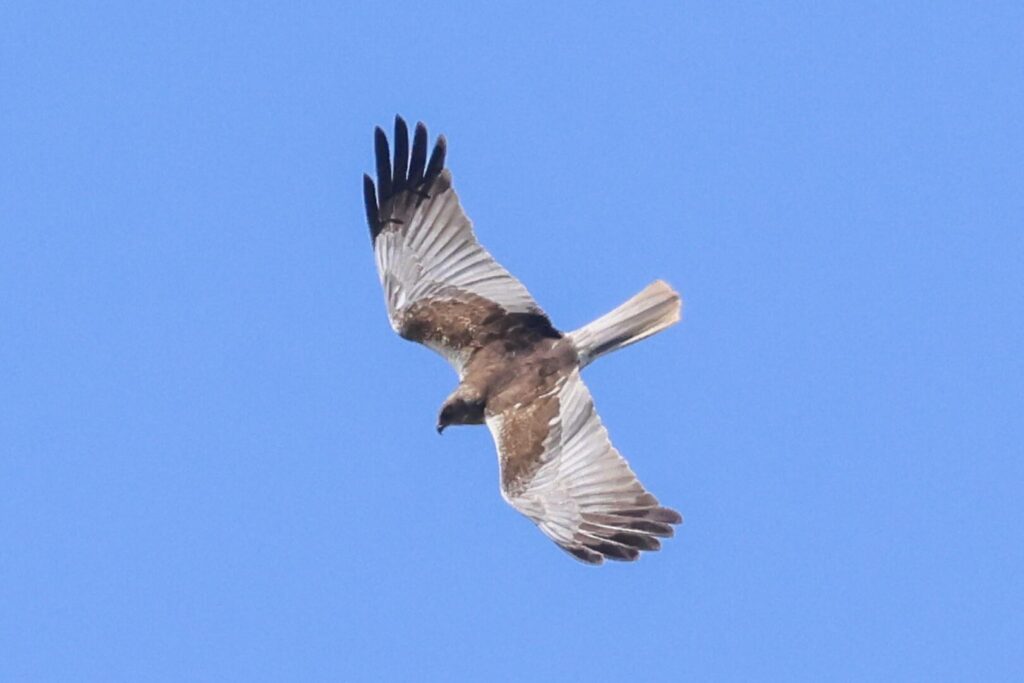Marsh Harrier