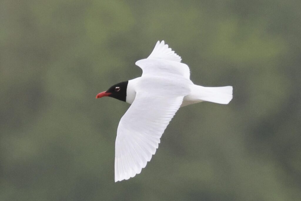 Mediterranean Gull