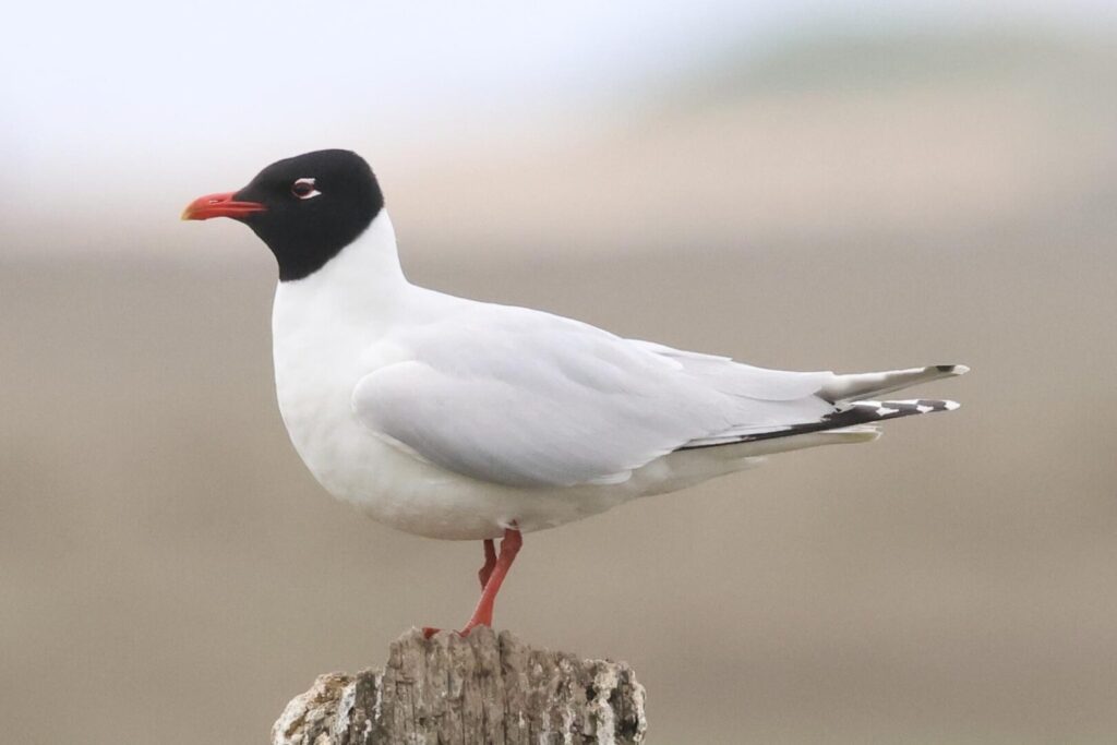 Mediterranean Gull