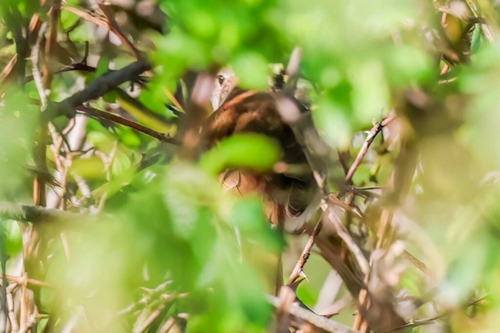 Nightingale