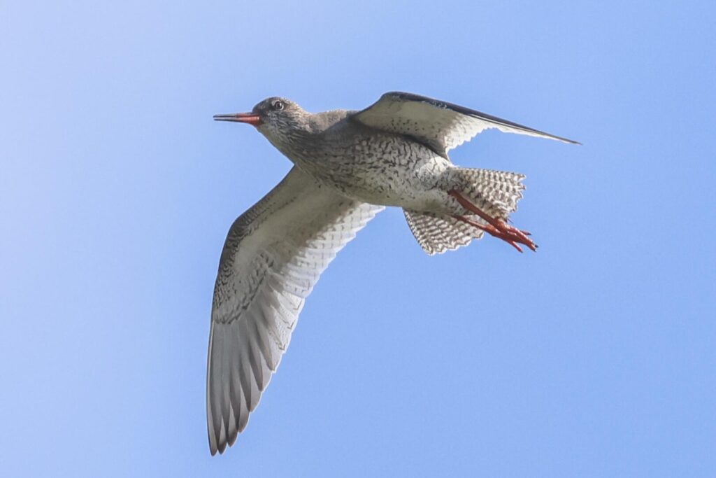 Redshank