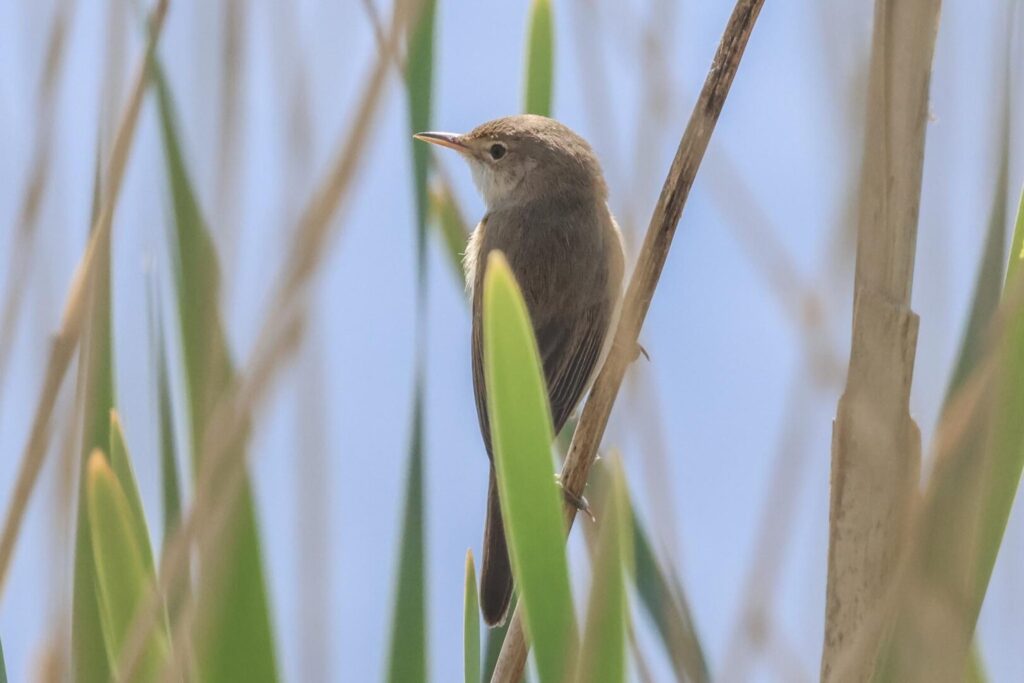 Reed Warbler