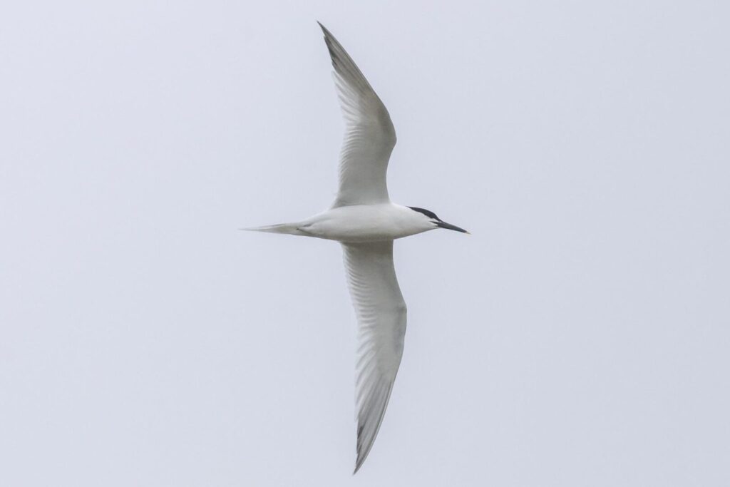 Sandwich Tern