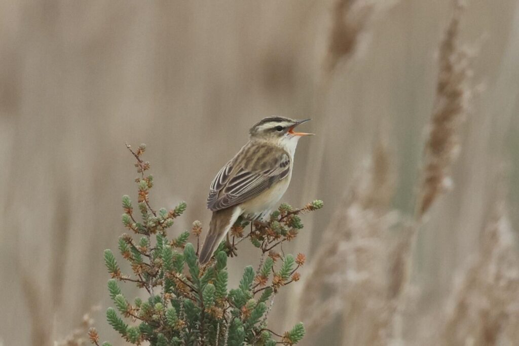 Sedge Warbler