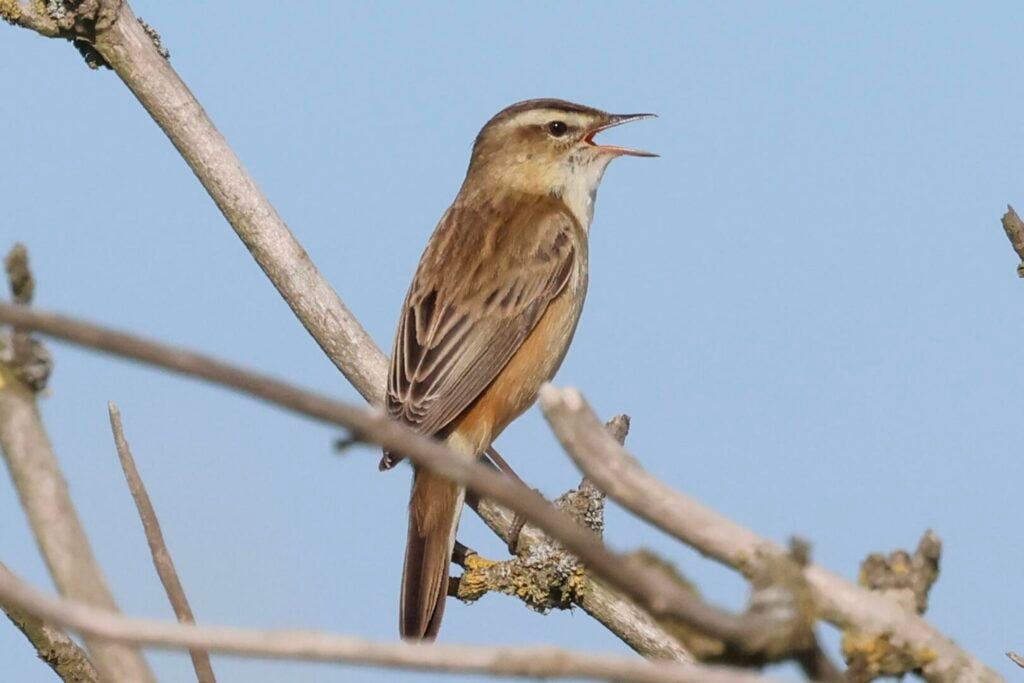 Sedge Warbler