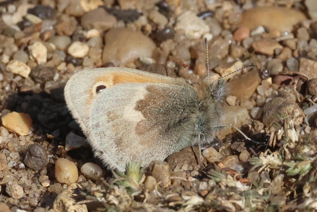 Small Heath
