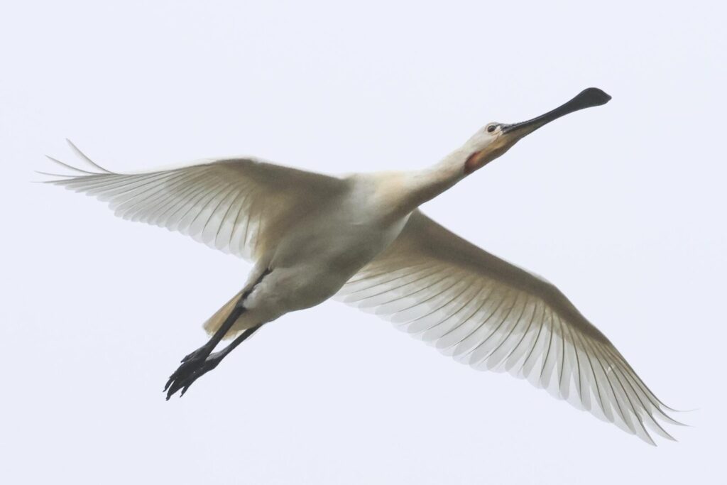 Spoonbill