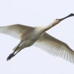 Spoonbill