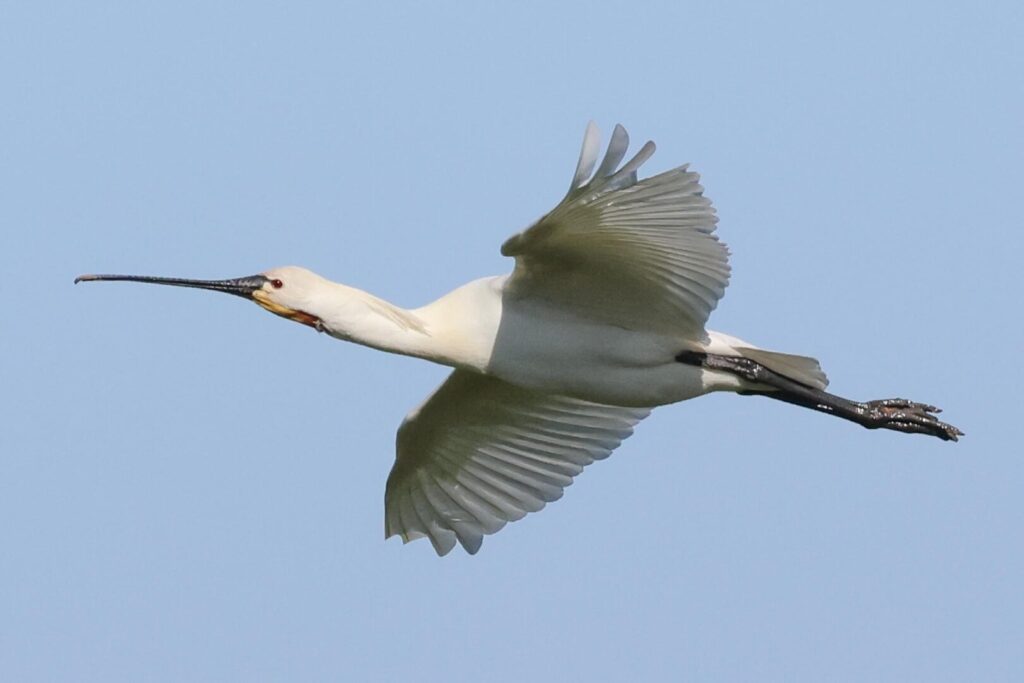 Spoonbill