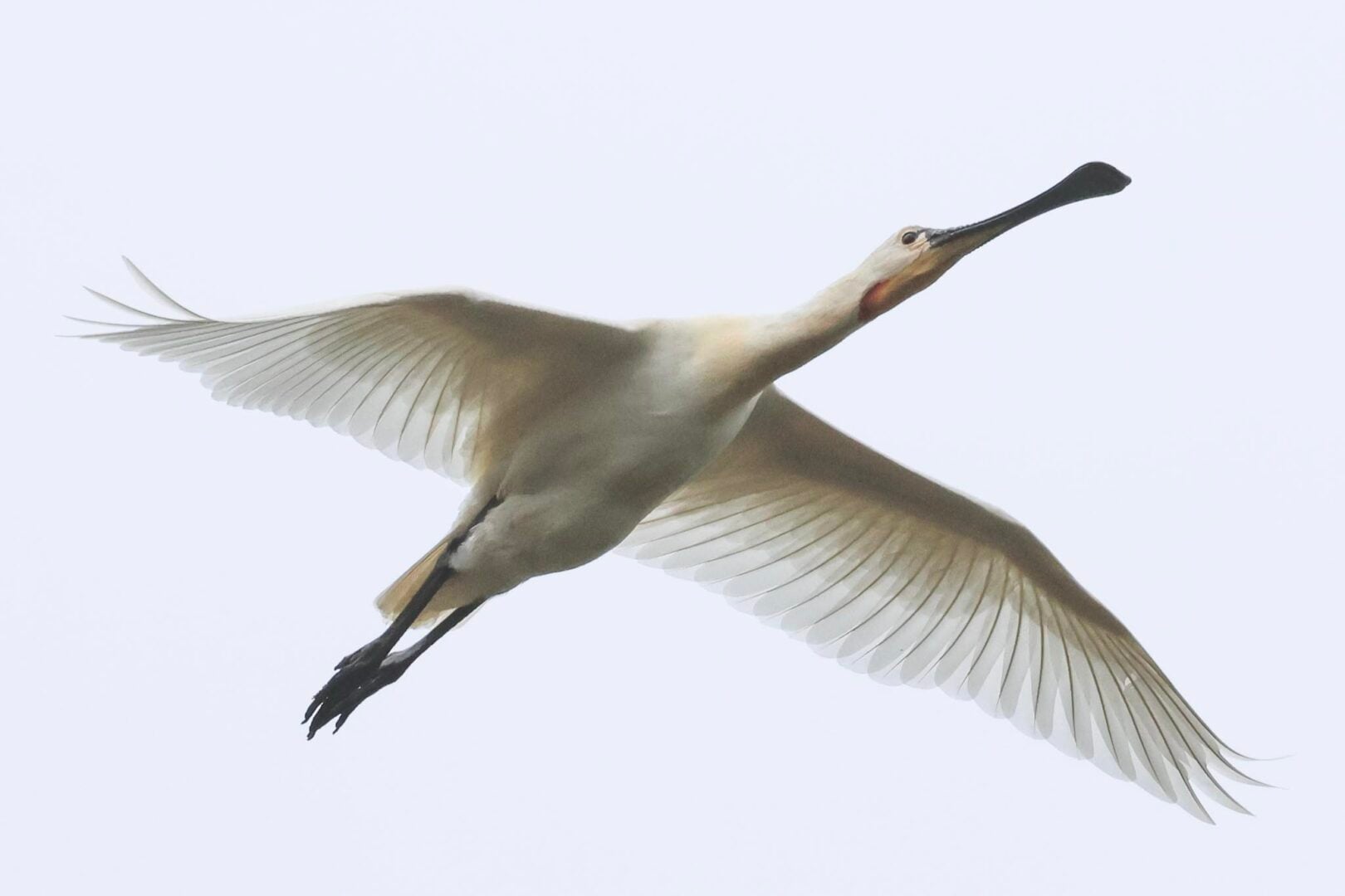 Spoonbill