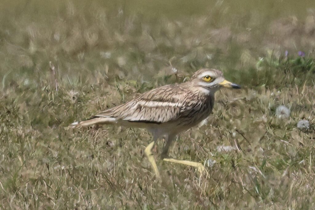 Stone Curlew