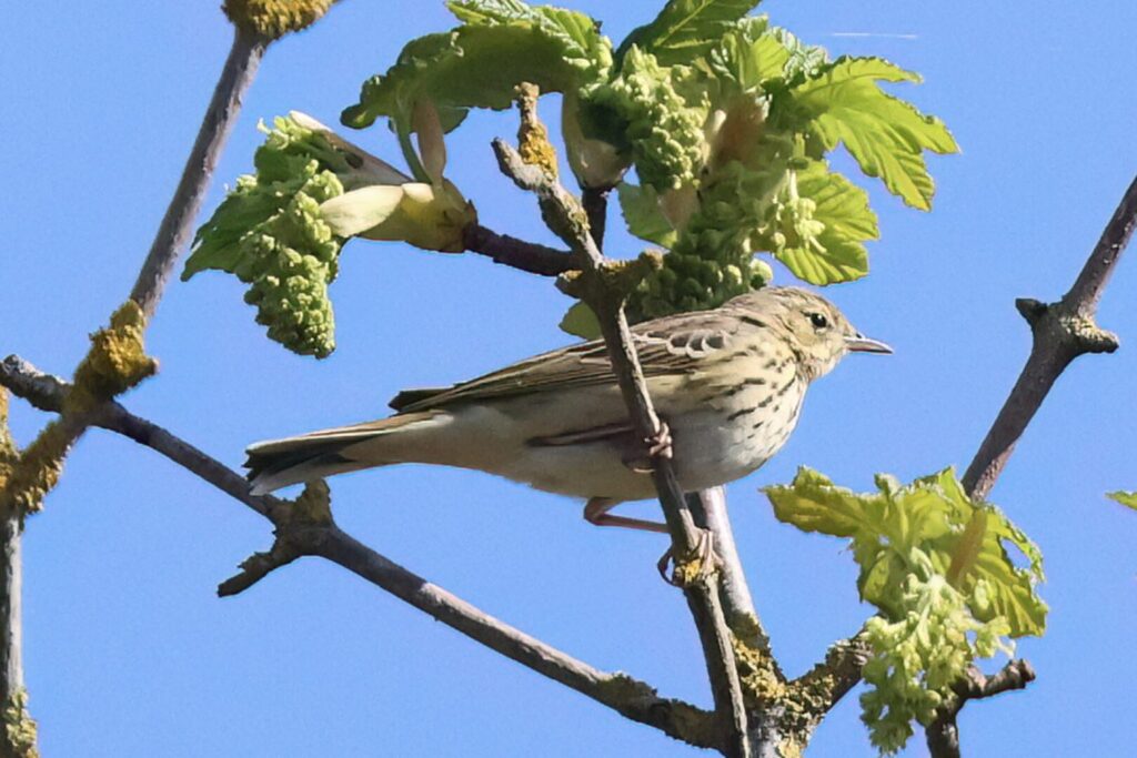 Tree Pipit