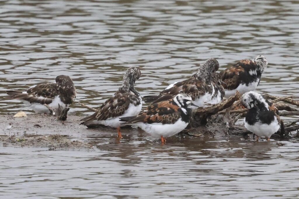 Turnstones